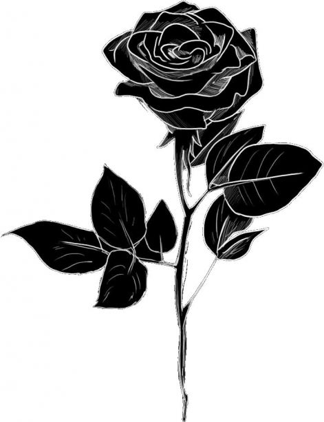 black_rose_allo_04.jpg