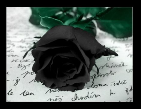 black_rose_fekvo_02.jpg